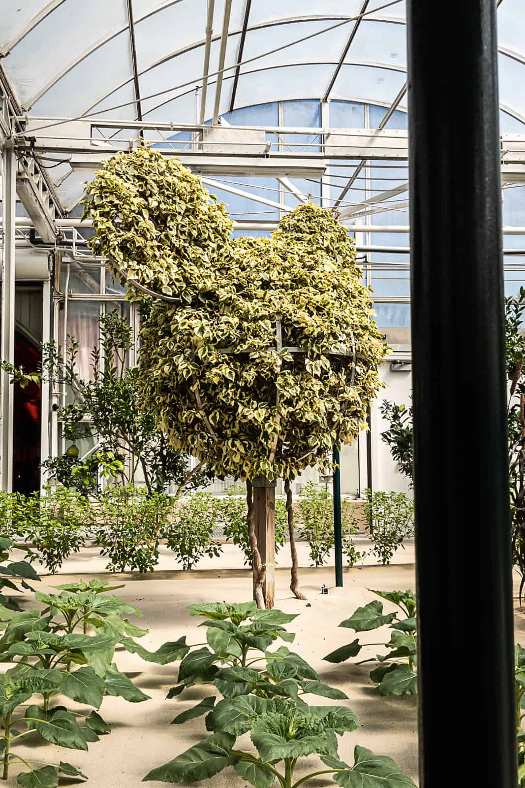 Greenhouse with Mickey ears tree seen in Living With The Land Ride In Epcot