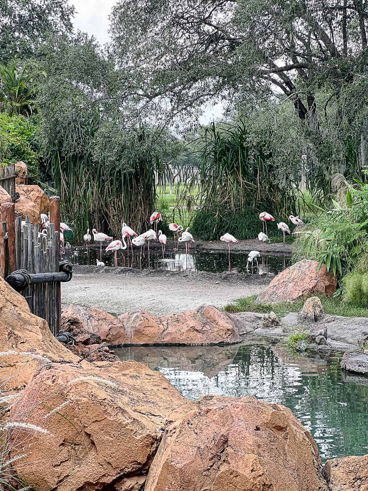 Wildlife Animals To See with Flamingos example at Animal Kingdom Lodge Jambo House Walt Disney World